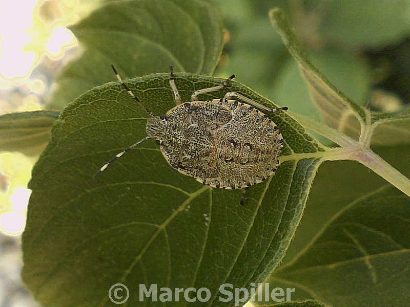 Ninfa di Rhaphigaster nebulosa